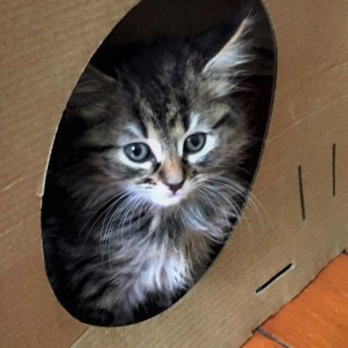 Freya ^^Dandy Cat Rescue^^
