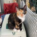 Photo of Twix **2nd Chance Cat Rescue**