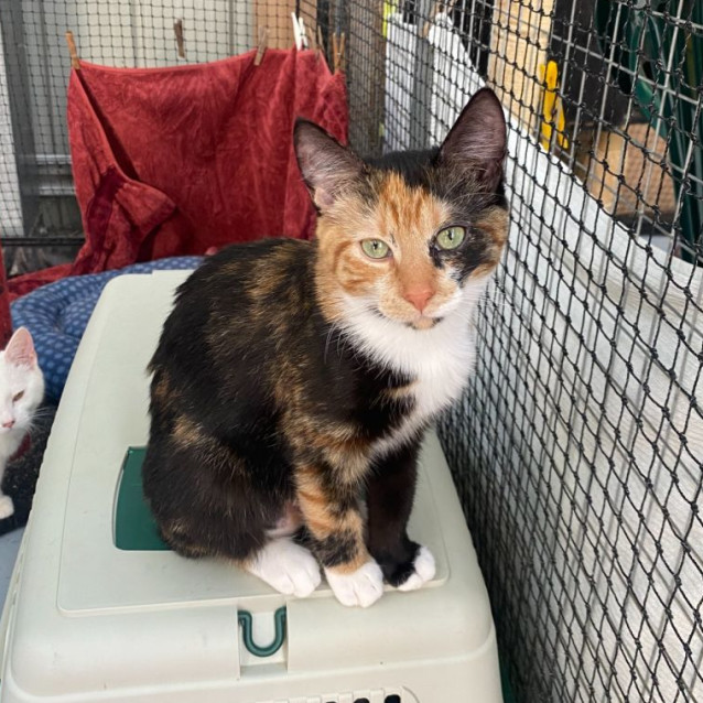 Photo of Twix **2nd Chance Cat Rescue**