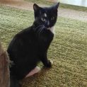 Photo of Oren **2nd Chance Cat Rescue**