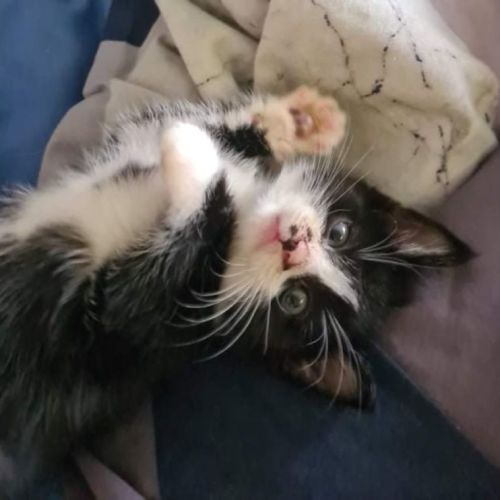 No photo for Milo
