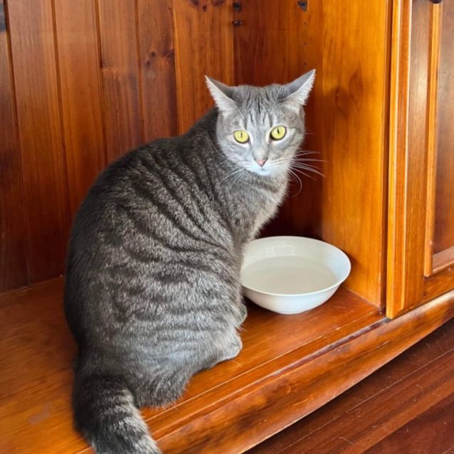 Photo of Misty Moo