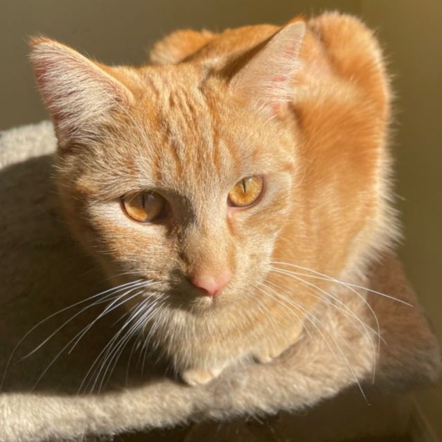 Photo of Marmalade 