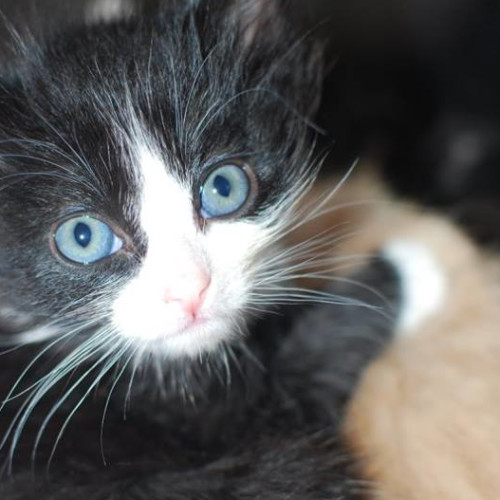 Meowee **2nd Chance Cat Rescue**