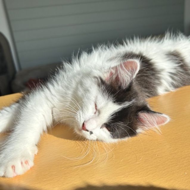 Photo of Cosmo 💫☄️