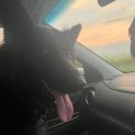Photo of Baloo