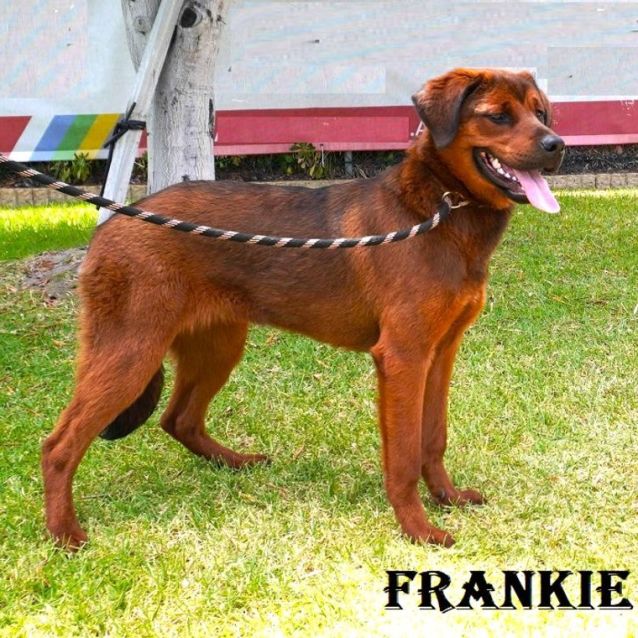 Photo of Frankie