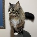 Photo of Tilly
