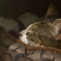 Photo of Jasmine