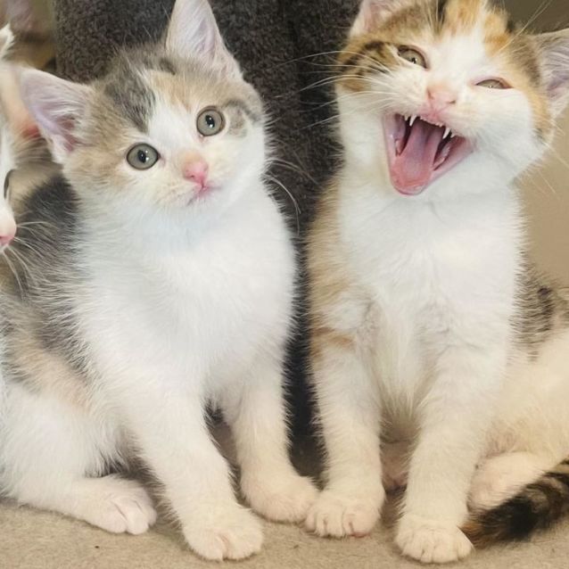 Photo of Penny   Located In Preston