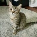 Photo of Chip