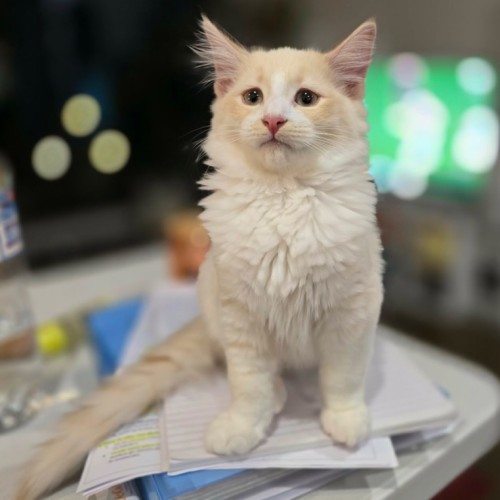 Alaska **2nd Chance Cat Rescue**