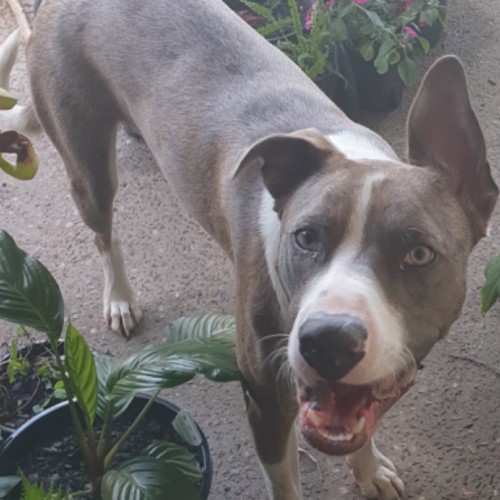 Bruno