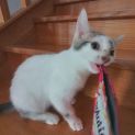 Photo of Pinky