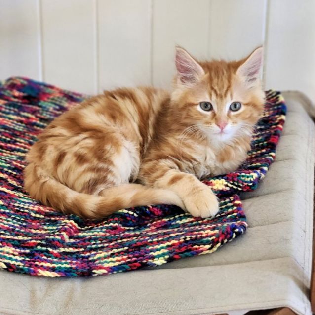 Photo of Jenkins ^^Dandy Cat Rescue^^