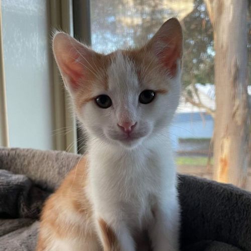 Kevin - Located in Kew