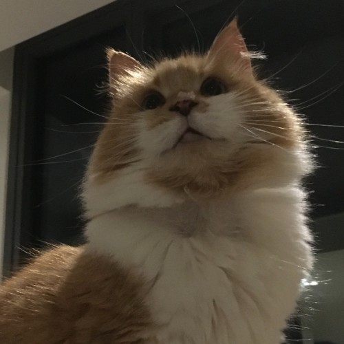 Bindi - Located in Collingwood