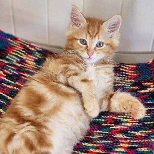 Photo of Jenkins ^^Dandy Cat Rescue^^