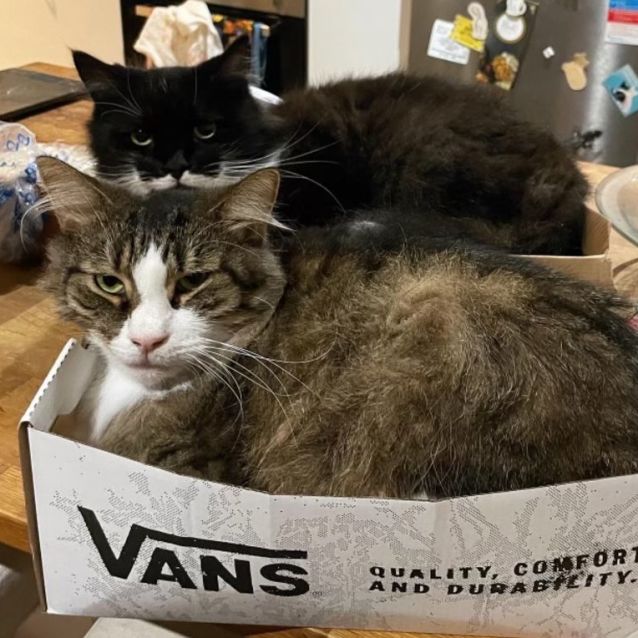 Photo of Timmy & Nash   Bonded Gentlemen 