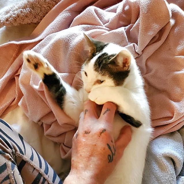 Photo of Rice Pudding. Loves Dog, Cats, Kids!