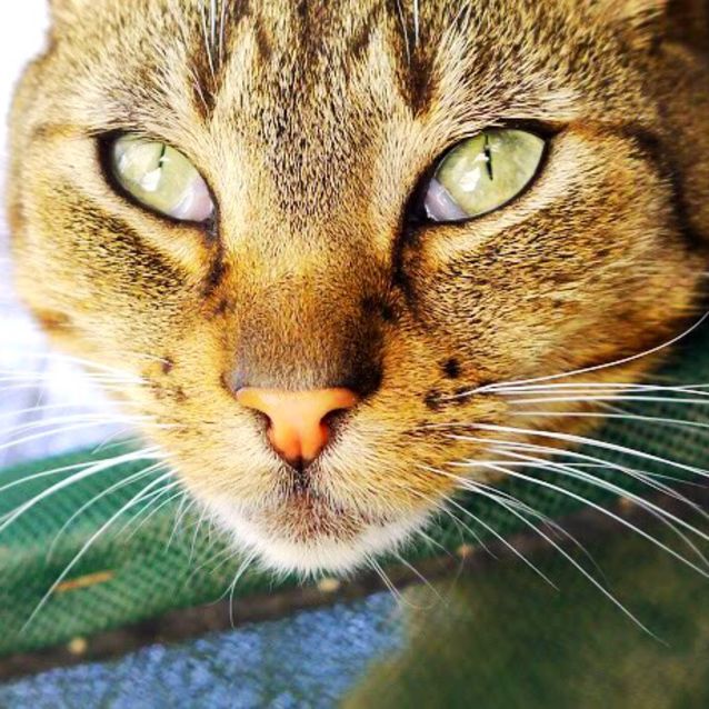 Photo of Dexter