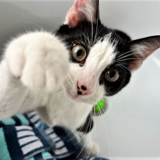 Photo of Pax ^^Dandy Cat Rescue^^