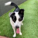 Photo of Checkers