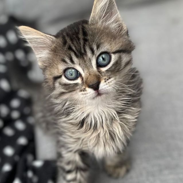 Photo of 💛 Hugo 💛