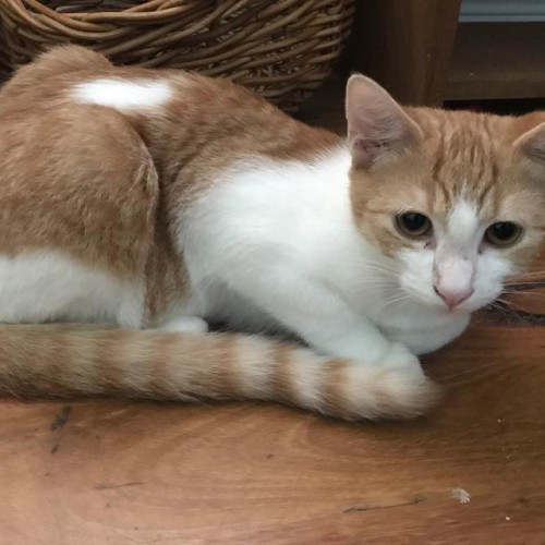 GinGin