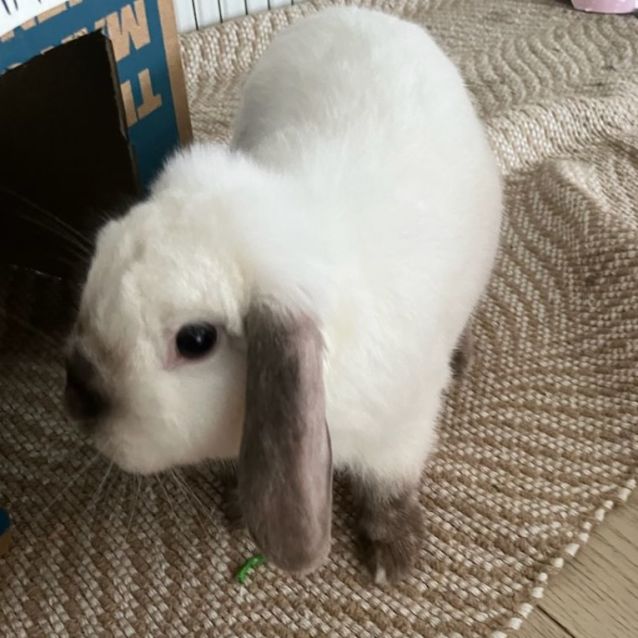 Photo of Stefan (Located In Moonee Ponds)