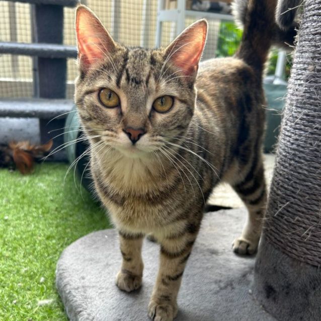 Photo of Pretzel (Located In Boronia)