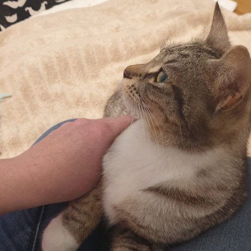 Aela ^Dandy Cat Rescue^