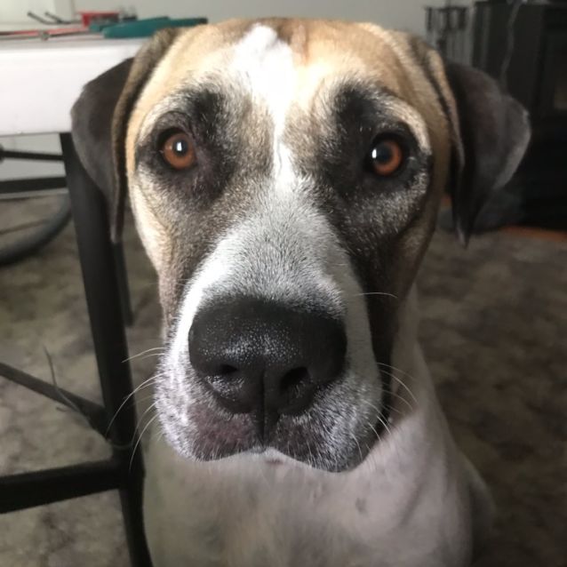 Photo of Tillie