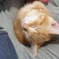 Photo of Sebastian ^^Dandy Cat Rescue^^