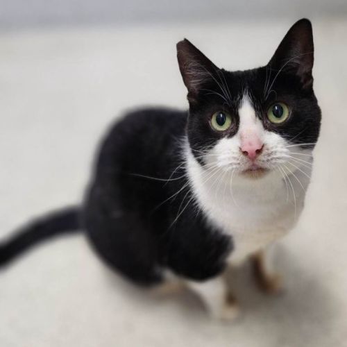 Nibbler (Located in Lynbrook)