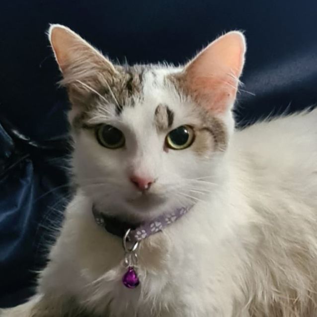 Photo of Lady