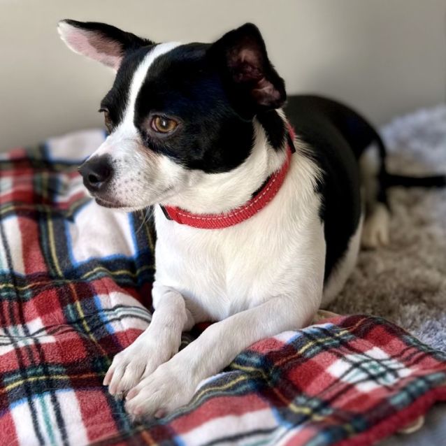 Photo of Bo (Aka Rex)