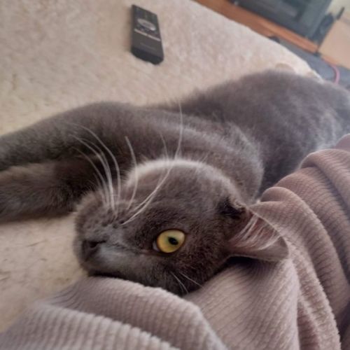 No photo for Niko
