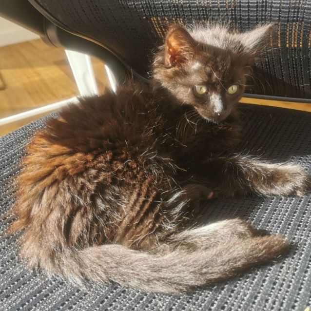 Photo of Peach (Located In Brunswick West)