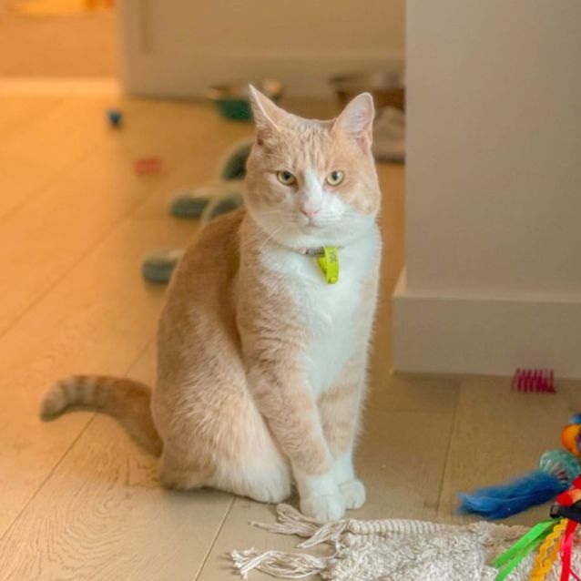 Photo of Mushi George