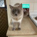 Photo of Minty