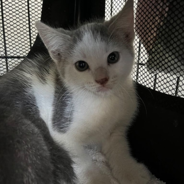 Photo of Morty *9 Lives Project Rescue*