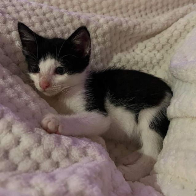 Photo of Paul Stanley 