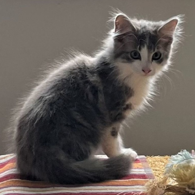 Photo of Soxx ^Dandy Cat Rescue^