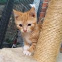 Photo of Crumb ** 2nd Chance Cat Rescue**