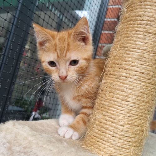 Crumb ** 2nd Chance Cat Rescue**