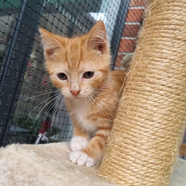 Photo of Crumb ** 2nd Chance Cat Rescue**