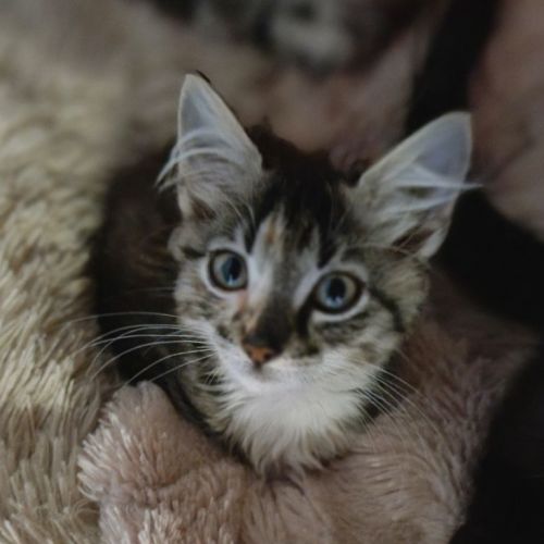 Margot