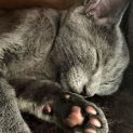 Photo of Thimble ^Dandy Cat Rescue^