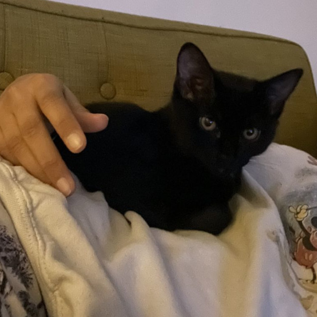 Photo of Olive *9 Lives Project Rescue*